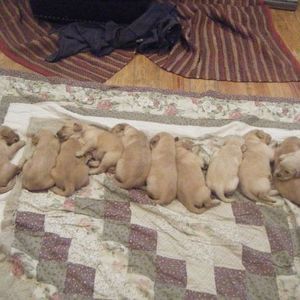 Meet your Posher, Brenda